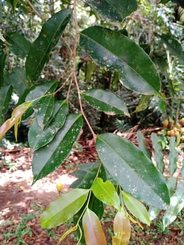 Humiriastrum diguense var. anchicayanum — photo
