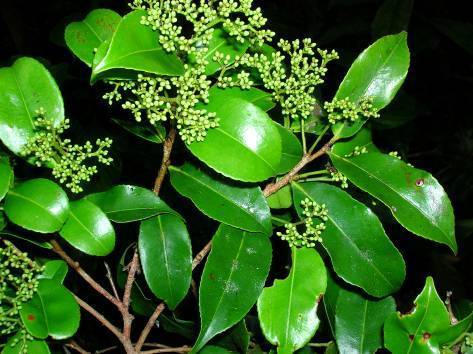 Humiriastrum diguense var. anchicayanum