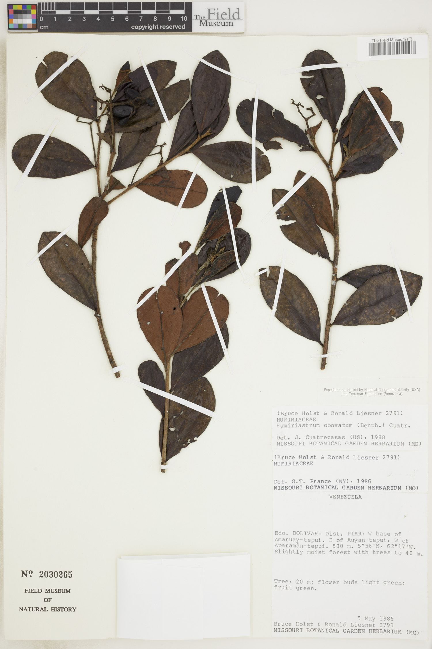 Humiriastrum obovatum — photo