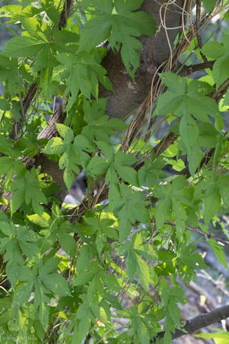 Humulus lupulus var. neomexicanus — photo
