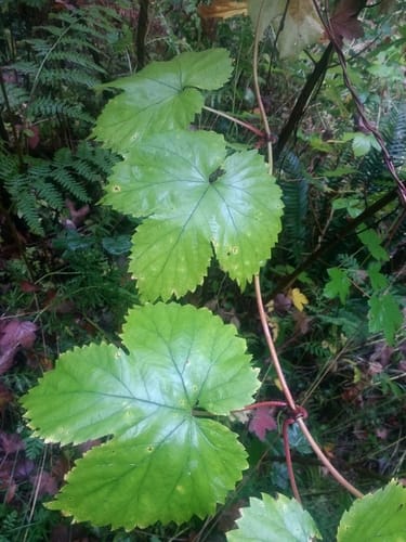 Humulus lupulus var. neomexicanus — photo
