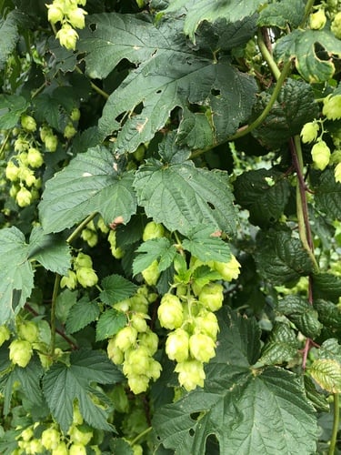 Humulus lupulus var. neomexicanus