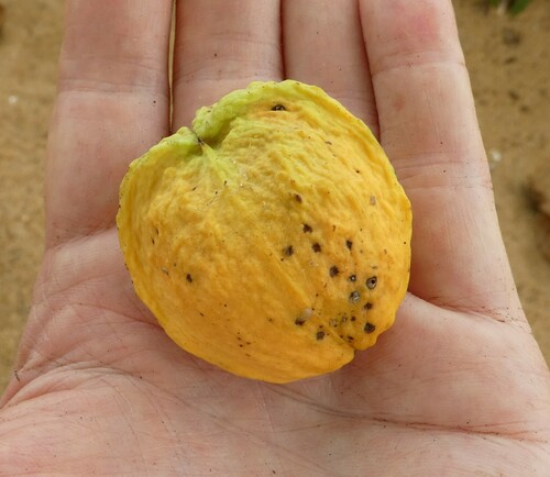 Hunteria umbellata