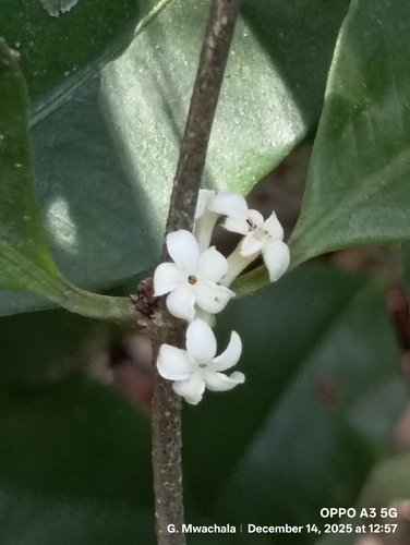 Hunteria zeylanica — photo