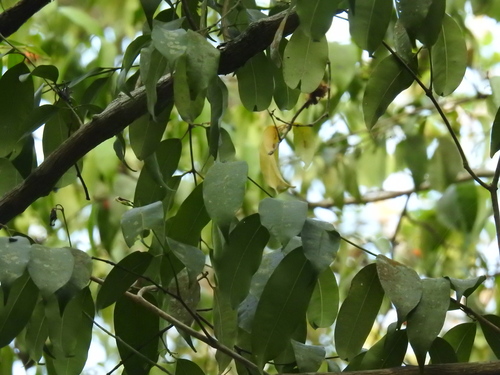 Hunteria zeylanica — photo