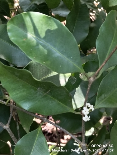 Hunteria zeylanica