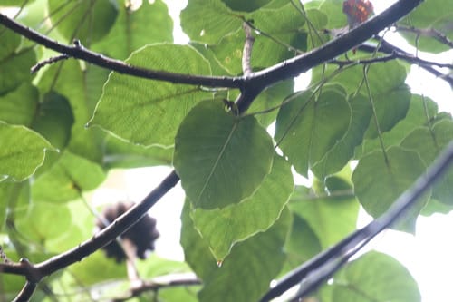 Hura crepitans (Sandbox hura) — photo