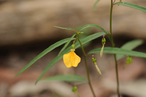 Hybanthus enneaspermus (Spade flower) — photo