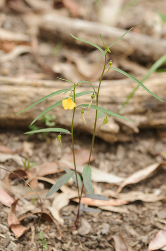 Hybanthus enneaspermus (Spade flower) — photo