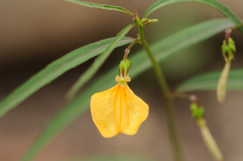 Hybanthus enneaspermus