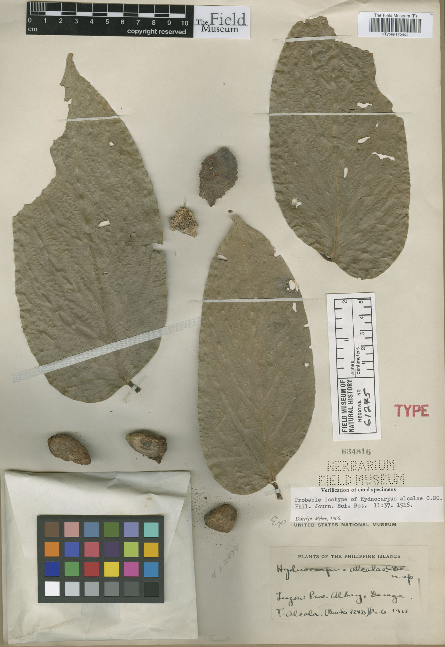 Hydnocarpus alcalae