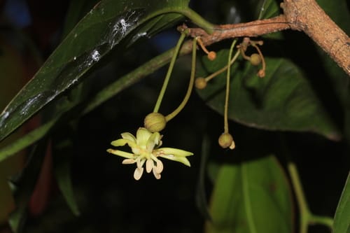 Hydnocarpus alpinus (Alpinus setumpul tree) — photo