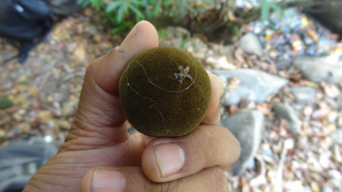 Hydnocarpus alpinus
