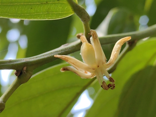 Hydnocarpus anthelminthicus — photo