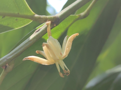 Hydnocarpus anthelminthicus — photo