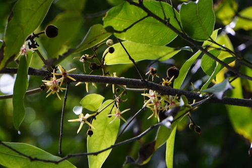 Hydnocarpus anthelminthicus