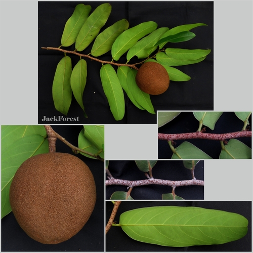 Hydnocarpus castaneus — photo