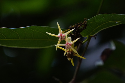 Hydnocarpus castaneus