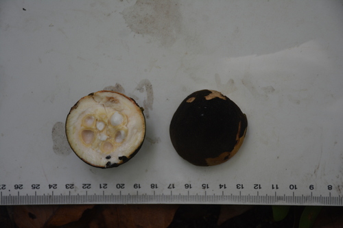 Hydnocarpus ilicifolius (Mountain hydnocarpus) — photo