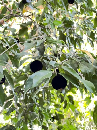 Hydnocarpus ilicifolius (Mountain hydnocarpus) — photo