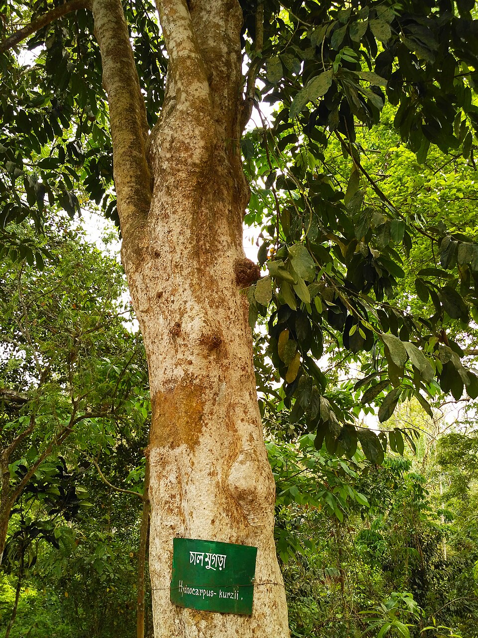 Hydnocarpus kurzii (Kurzii setumpul tree) — photo