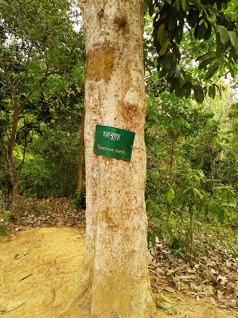 Hydnocarpus kurzii