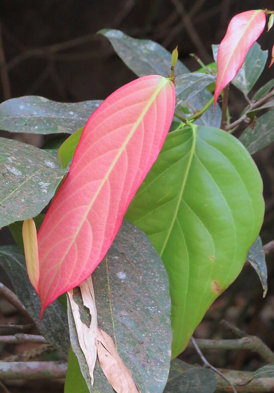 Hydnocarpus macrocarpus (Inacrocarpa) — photo