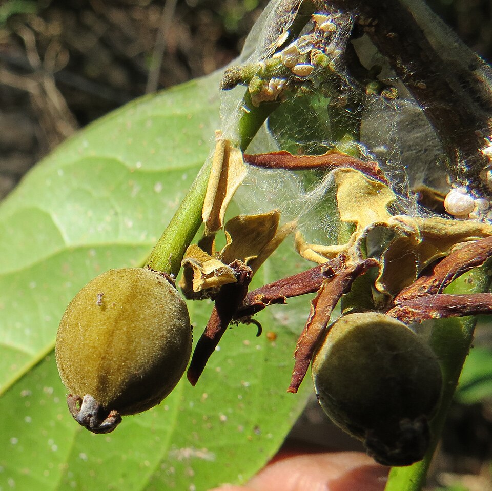 Hydnocarpus macrocarpus