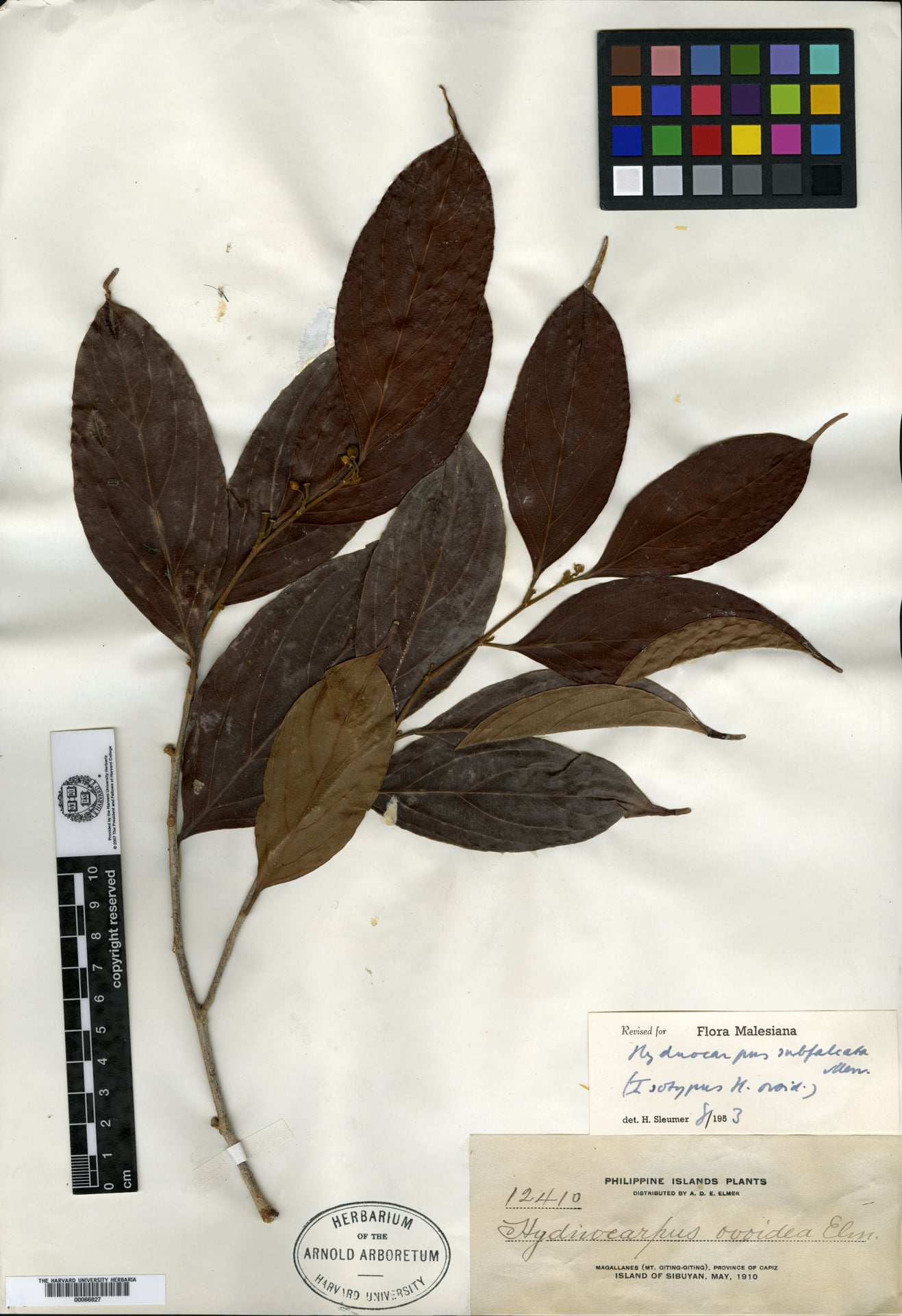 Hydnocarpus ovoideus