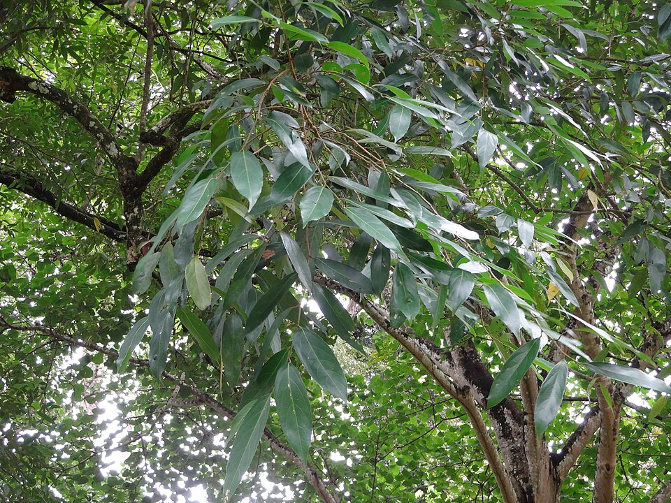 Hydnocarpus venenata (False chaulmoogra) — photo