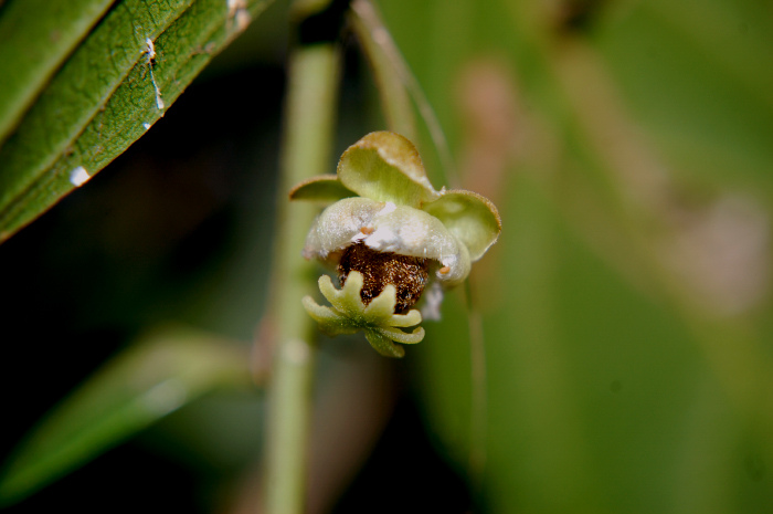 Hydnocarpus wightianus — photo