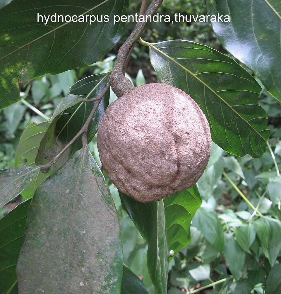 Hydnocarpus wightianus