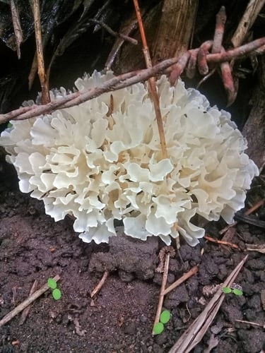 Hydnopolyporus fimbriatus — photo