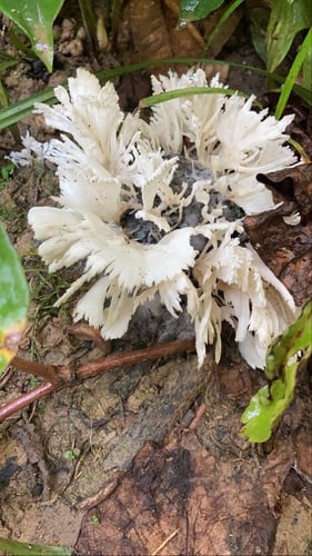 Hydnopolyporus fimbriatus — photo