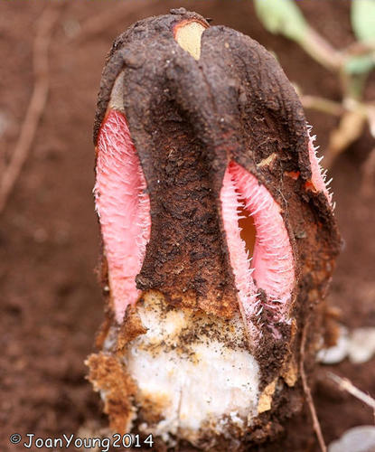 Hydnora abyssinica — photo