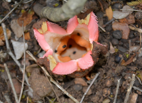 Hydnora abyssinica — photo