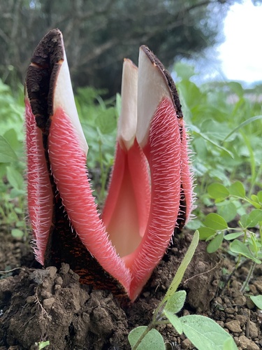 Hydnora abyssinica