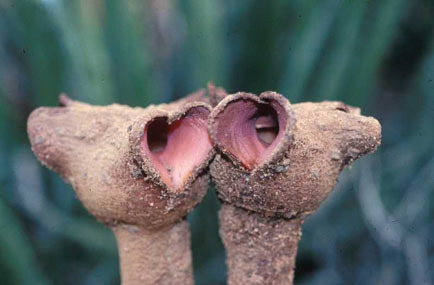 Hydnora triceps