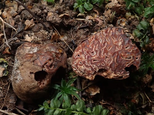 Hydnotrya tulasnei (False truffle) — photo