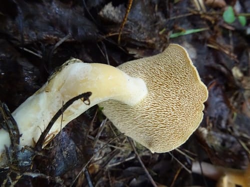 Hydnum rufescens (Reddening hedgehog mushroom) — photo