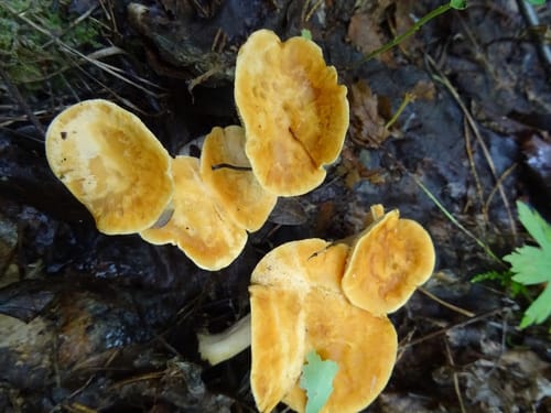 Hydnum rufescens (Reddening hedgehog mushroom) — photo