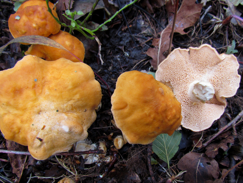 Hydnum rufescens