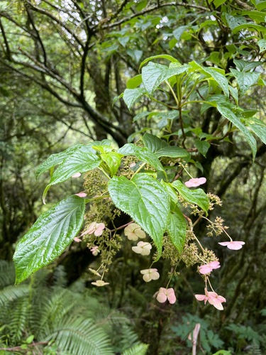 Hydrangea anomala subsp. petiolaris (Climbing hydrangea) — photo