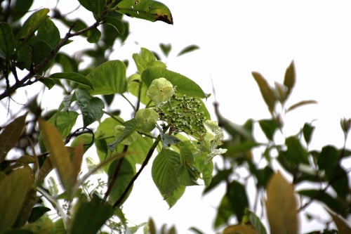 Hydrangea anomala subsp. petiolaris