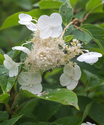 Hydrangea anomala subsp. petiolaris (Climbing hydrangea) — photo