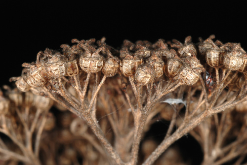 Hydrangea arborescens (Wild hydrangea) — photo