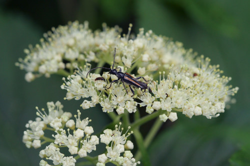 Hydrangea arborescens (Wild hydrangea) — photo