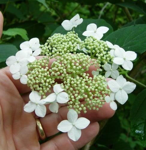 Hydrangea arborescens
