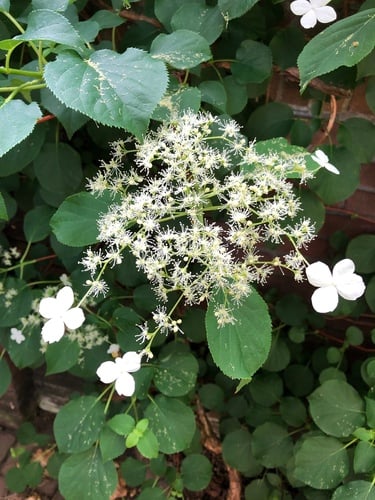 Hydrangea petiolaris — photo