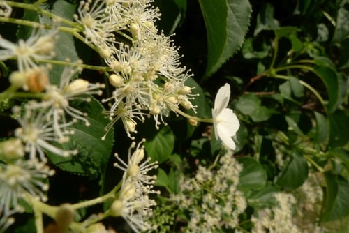 Hydrangea petiolaris — photo